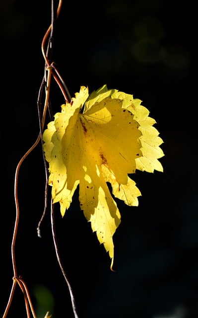 Free download leaf wine wild wine climber plant free picture to be edited with GIMP free online image editor