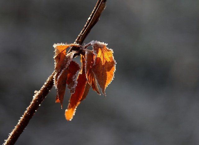 Free download Leaf Yellow Frozen -  free photo or picture to be edited with GIMP online image editor