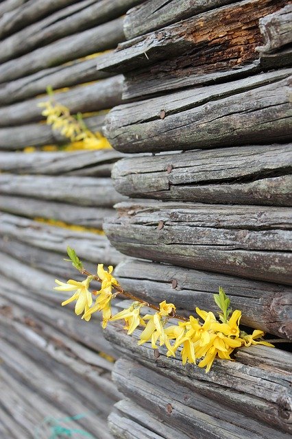 Free download Leap Flowers Fence -  free photo or picture to be edited with GIMP online image editor