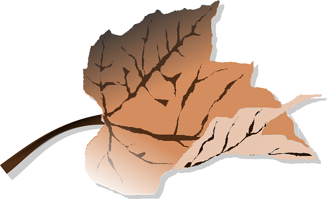 Free download Leave Autumn Tree - Free vector graphic on Pixabay free illustration to be edited with GIMP free online image editor