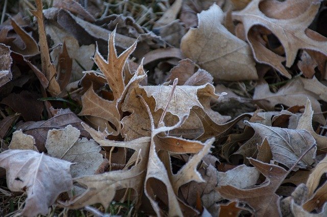 Free download Leave Leaf Frost -  free photo or picture to be edited with GIMP online image editor