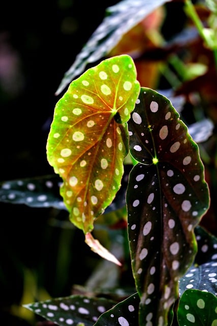 Free download leaves angel wing begonia growth free picture to be edited with GIMP free online image editor