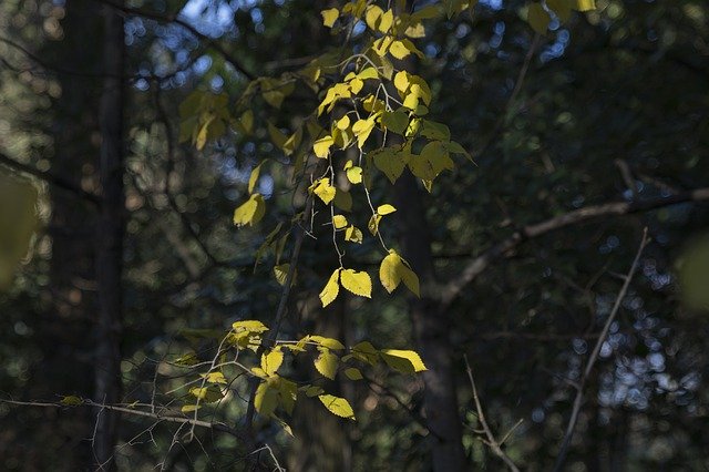 Free download Leaves Autumn Backlight -  free photo or picture to be edited with GIMP online image editor