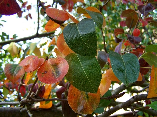 Free download Leaves Autumn Discoloration -  free photo or picture to be edited with GIMP online image editor