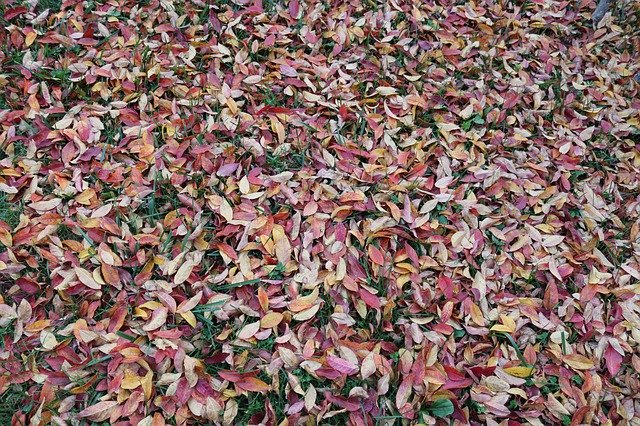 Free download Leaves Autumn Grass -  free free photo or picture to be edited with GIMP online image editor