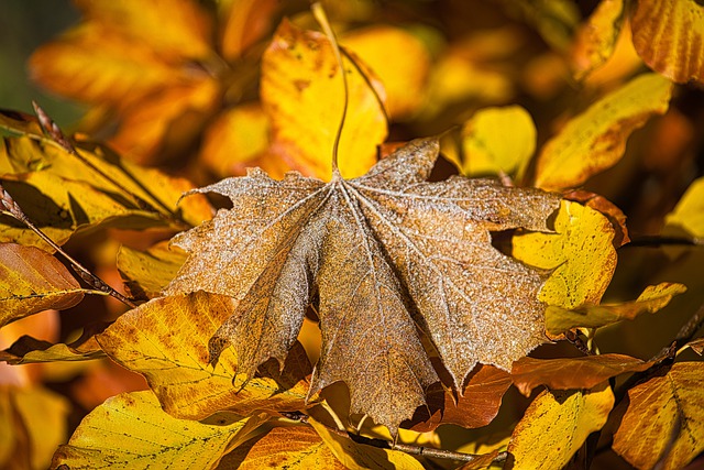 Free download leaves autumn leaves hoarfrost free picture to be edited with GIMP free online image editor