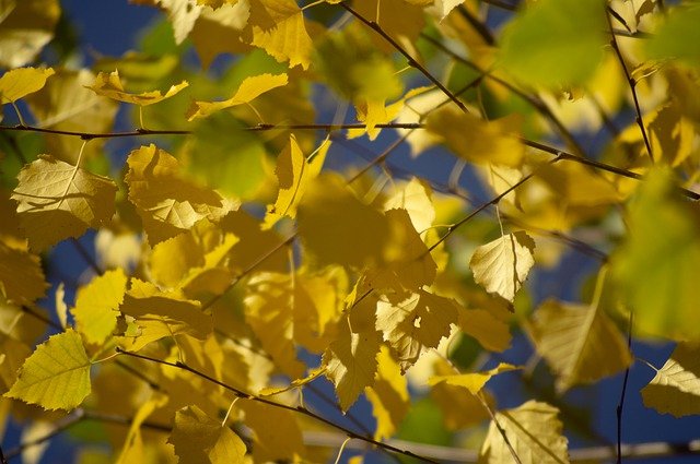 Free download leaves autumn nature fall season free picture to be edited with GIMP free online image editor