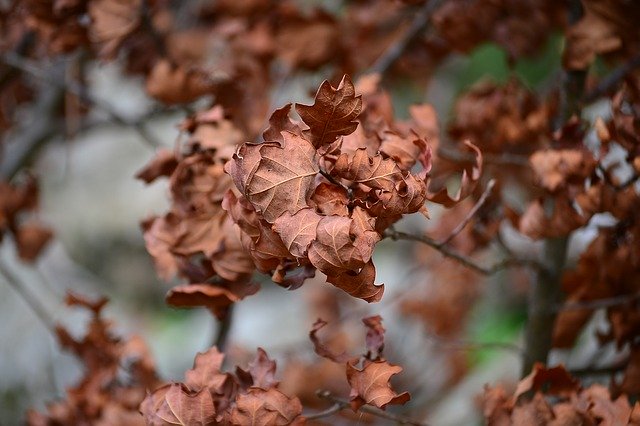 Kostenloser Download Leaves Autumn Season - kostenloses Foto oder Bild zur Bearbeitung mit GIMP Online-Bildbearbeitung