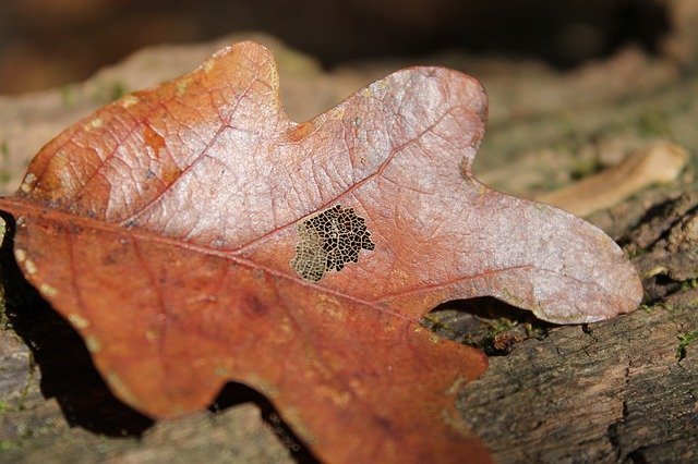 Free download Leaves Autumn Texture -  free free photo or picture to be edited with GIMP online image editor