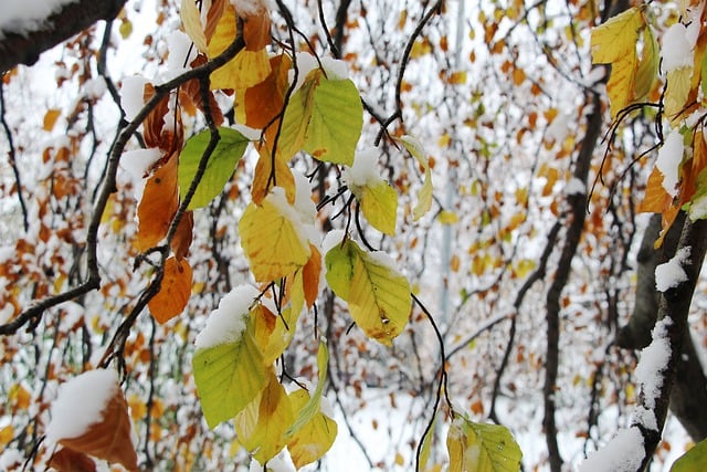 Free download leaves autumn winter frost snow free picture to be edited with GIMP free online image editor