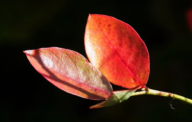 Free download leaves bilberry american autumn free picture to be edited with GIMP free online image editor