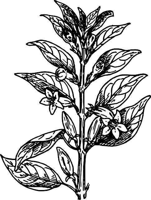 Free download Leaves Biology Plant - Free vector graphic on Pixabay free illustration to be edited with GIMP free online image editor