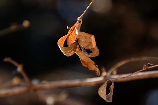 Free download leaves botany flora nature free picture to be edited with GIMP free online image editor