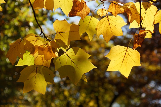 Free download leaves branch autumn nature free picture to be edited with GIMP free online image editor