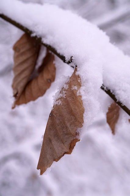 Free download leaves branches snow winter free picture to be edited with GIMP free online image editor