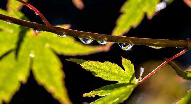 Free download leaves branch maple drops rain free picture to be edited with GIMP free online image editor