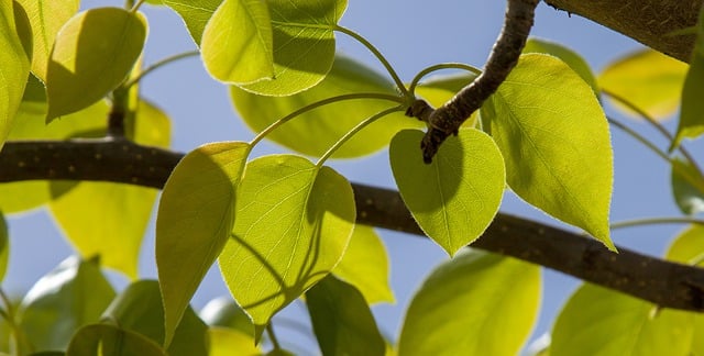 Free download leaves branch nature green foliage free picture to be edited with GIMP free online image editor