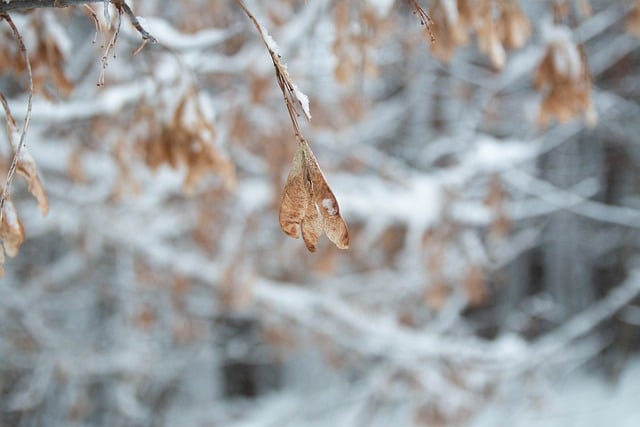 Free download leaves branch tree forest snow free picture to be edited with GIMP free online image editor