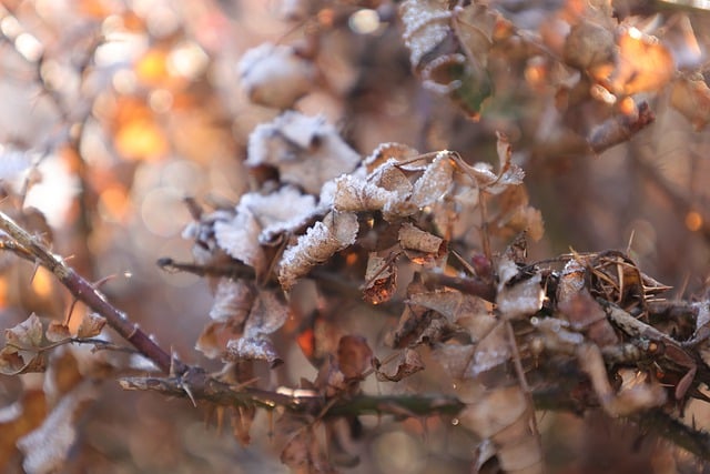 Free download leaves brown foliage brown leaves free picture to be edited with GIMP free online image editor