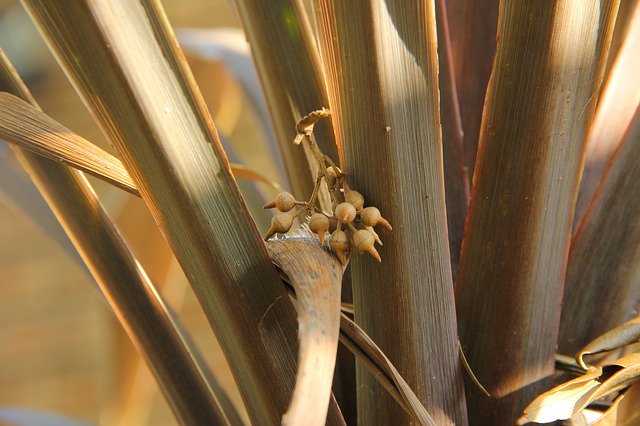 Free download Leaves Bush Seeds Dry -  free photo or picture to be edited with GIMP online image editor