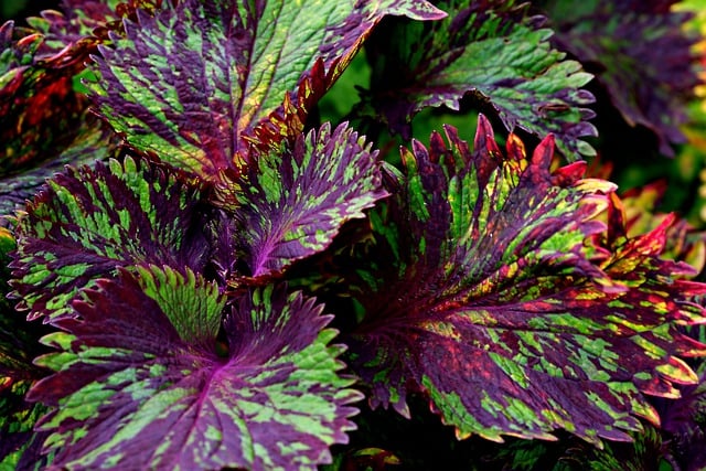 Free download leaves coleus mixed colour nature free picture to be edited with GIMP free online image editor