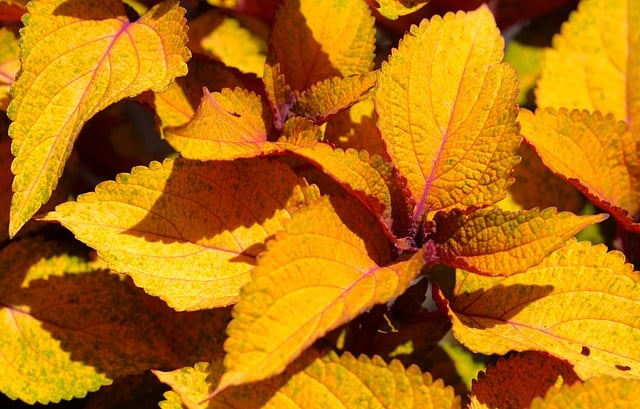 Free download leaves coleus yellow nature free picture to be edited with GIMP free online image editor