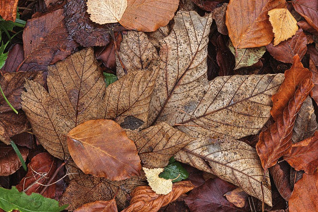 Free download leaves dried autumn foliage free picture to be edited with GIMP free online image editor