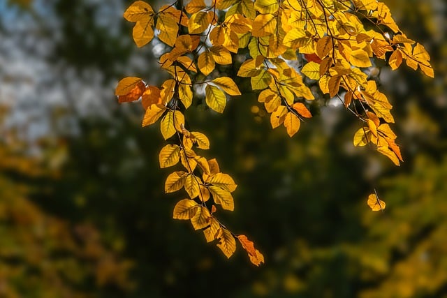 Free download leaves fall nature outdoors forest free picture to be edited with GIMP free online image editor