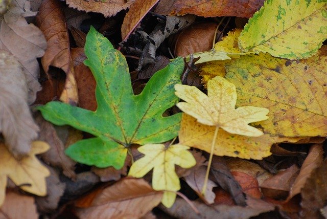 Free download Leaves Field Maple Autumn -  free photo or picture to be edited with GIMP online image editor