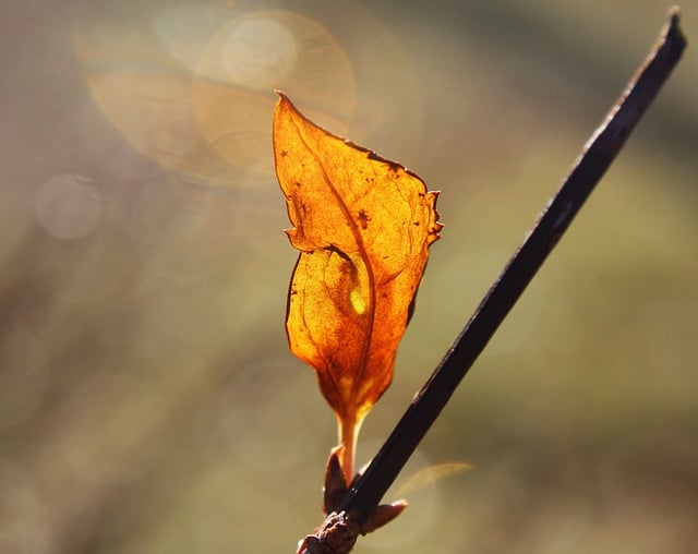 Free download leaves foliage autumn wood sky free picture to be edited with GIMP free online image editor