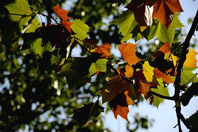 Free download leaves foliage branch tree plant free picture to be edited with GIMP free online image editor