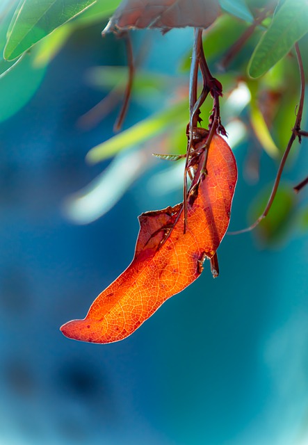 Free download leaves foliage branch tree plants free picture to be edited with GIMP free online image editor