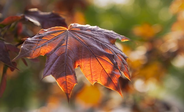 Free download leaves foliage plant yellow leaves free picture to be edited with GIMP free online image editor