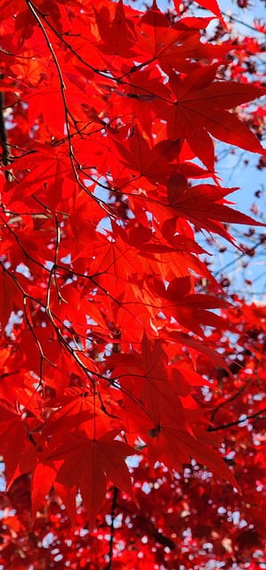 Free download leaves foliage tree autumn leaves free picture to be edited with GIMP free online image editor