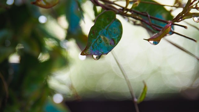 Free download leaves foliage water drops bokeh free picture to be edited with GIMP free online image editor