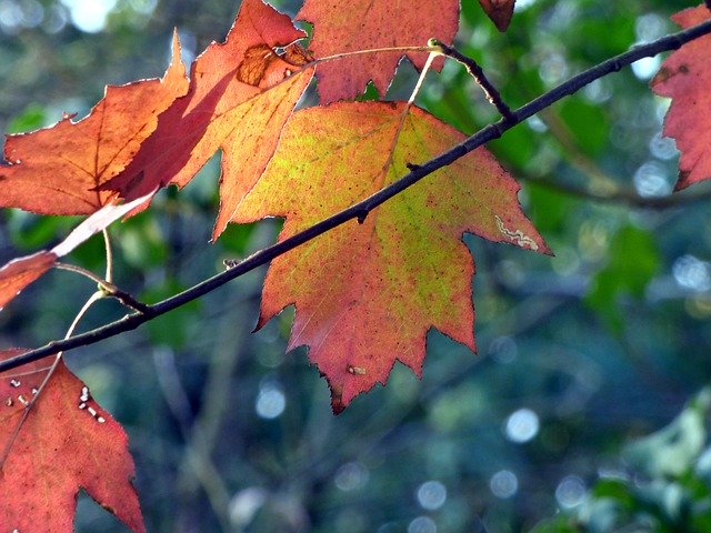 Free download Leaves Forest Color -  free photo or picture to be edited with GIMP online image editor