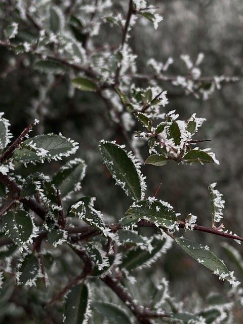 Free download leaves frost snow nature foliage free picture to be edited with GIMP free online image editor