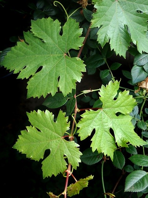 Free download Leaves Grape Vine Garden -  free photo or picture to be edited with GIMP online image editor