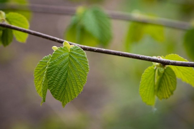 Free download Leaves Green Branch -  free photo or picture to be edited with GIMP online image editor