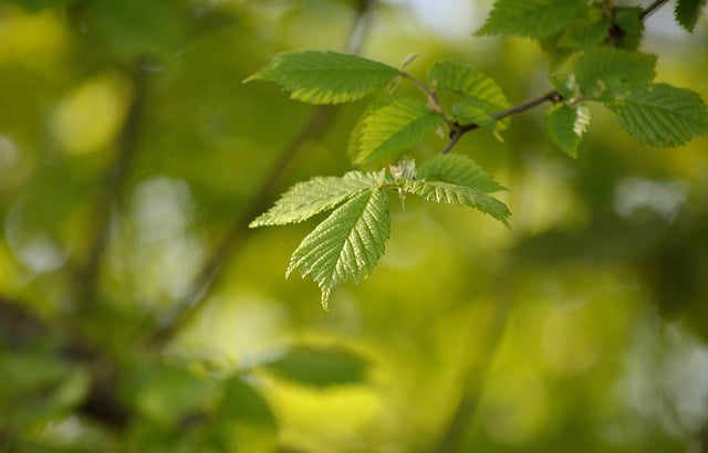 Free download leaves green leaves nature green free picture to be edited with GIMP free online image editor