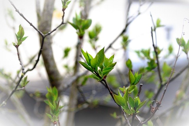 Free download Leaves Green Lilac Tree Buds -  free photo or picture to be edited with GIMP online image editor