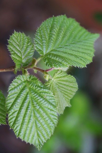 Muat turun percuma Daun Hazelnut Hazel Leaf - foto atau gambar percuma untuk diedit dengan editor imej dalam talian GIMP