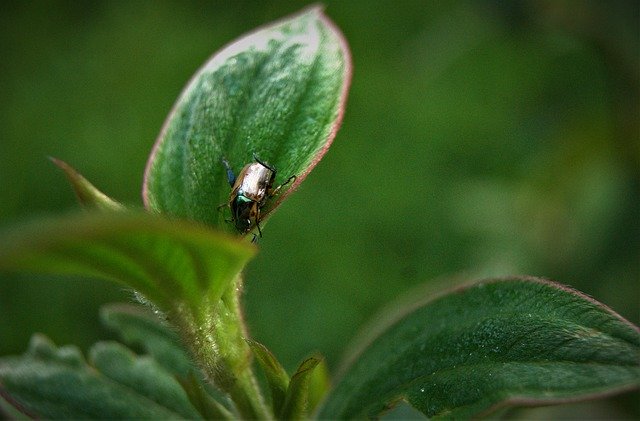 Free download Leaves Insects Nature -  free photo or picture to be edited with GIMP online image editor