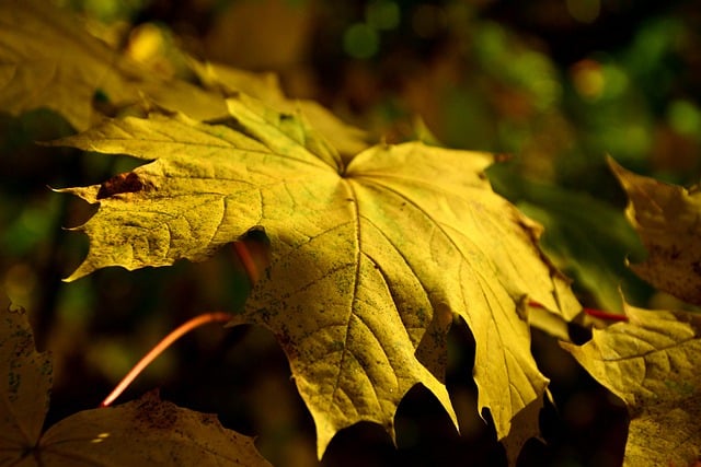 Free download leaves in the autumn fall free picture to be edited with GIMP free online image editor