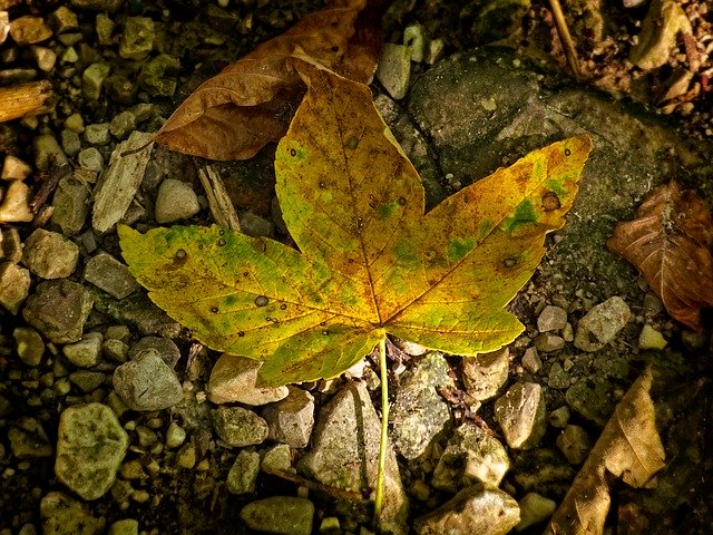 Free download Leaves Leaf Autumn -  free photo or picture to be edited with GIMP online image editor