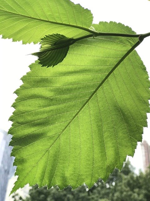 Скачать бесплатно Leaves Leaf Central Park - бесплатное фото или изображение для редактирования с помощью онлайн-редактора изображений GIMP