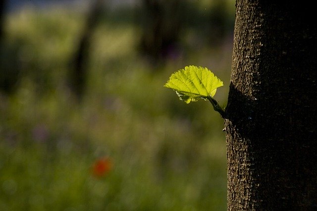 Free download Leaves Light Nature -  free photo or picture to be edited with GIMP online image editor