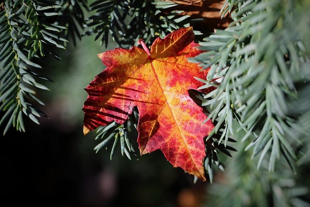 Free download leaves maple leaf autumn leaves free picture to be edited with GIMP free online image editor