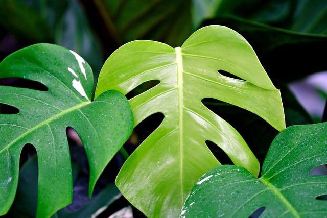 Free download leaves monstera deliciosa monstera free picture to be edited with GIMP free online image editor