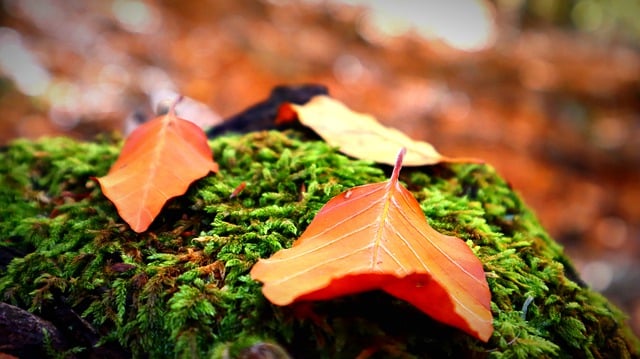 Free download leaves moss autumn foliage wood free picture to be edited with GIMP free online image editor